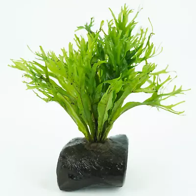 Microsorum Windelov On Driftwood (S) Live Plants Decoration Freshwater Aquatic • $17.99