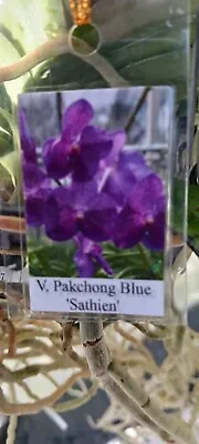 Orchid Vanda Pakchong Blue Sathien Mad Happenings Tropical Hanging Plant • $42.95