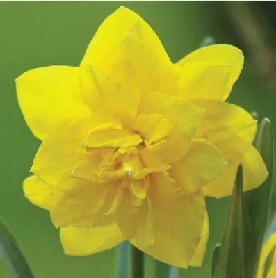 Narcissus Golden Ducat Bulbs (5 Bulbs) • $7.59