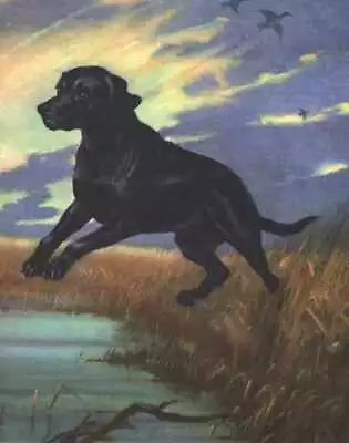 Black Labrador Retriever - Vintage Dog Print - 1970 W. Dennis • $12.95