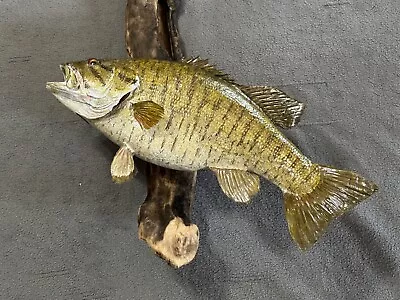 Beautiful 5 Lb Skin Mount Smallmouth Bass/ Man Cave / Rustic Decor/ Fishing • $150