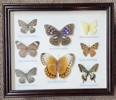 8 Real Framed Mounted Butterflies In 18x 13  Frame • $20