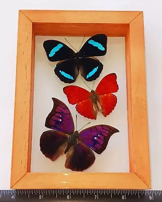 3 Real Butterflies Framed Special Collection Mounted Wood Double Glass 4.5 X6.5  • $79.99