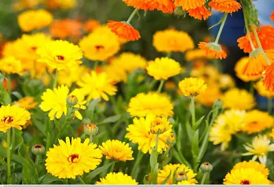 CALENDULA PACIFIC BEAUTY MIX 100-130 FRESH ORGANIC SEEDS Heirloom OP • $2.19