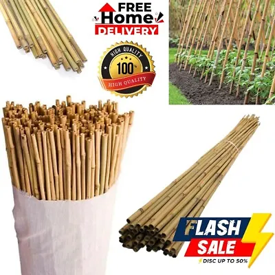 Professional Bamboo Canes Thick Stake Garden Plant Flower Support Stick Cane Pol • £8.99