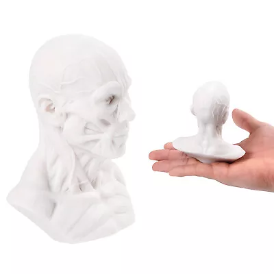 4  Human Anatomy Skull Head Muscle Bone Medical Arts Teaching Tools Model White • $16.14