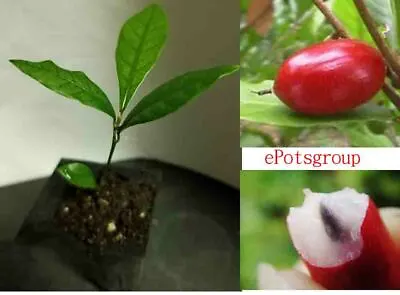  MIRACLE FRUIT PLANT (tree) Synsepalum Dulcificum USA  • $25.99