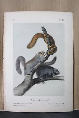 Cat Squirrel Audubon Octavo Edition 1850 Hand Colored  Litho J.t.bowen With Bio • $109.95