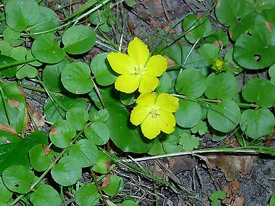 Creeping Jenny LIVE Water Plant Aquatic Pond Marginal Bog • £5.95