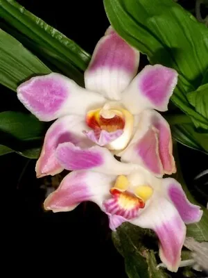 $15 • Buy Species Orchid - Chysis Limminghei - Seedling 