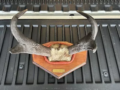 Vintage Pronghorn Skull Cap Antler Mount Taxidermy Man Cave Antelope 1977 WYO • $85