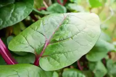 Red Stem Malabar Spinach Seeds | Basella Alba Rubra Ceylon Green Vegetable 2023 • $1.99