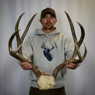 Heavy 4x5 Wild Wyoming Mule Deer Skull Cap Antler Horn Deer Mount Taxidermy Rack • $129.99