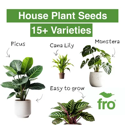 House Plant Seeds - Premium Quality - Indoor Plants - Exotic - Uk Dispatch ✅ • £3.49