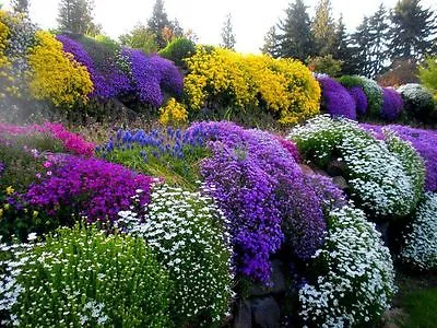 £3.99 • Buy 100 Mixed Trailing Alpine Seeds, Rockery Perennial