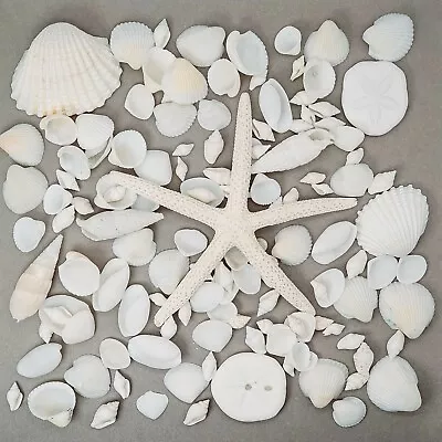 Assorted Mixed White Seashells #MW Small Sea Shells 10 - 20mm 100g + 1 STARFISH! • £6.99