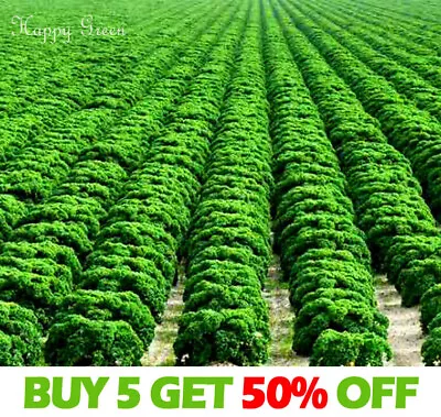 Vegetable Kale Seeds Borecole Halbhoher Green Curled - 1000 Seeds - Winter Hardy • £2.09