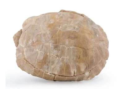 $1549 • Buy Fossil Turtle, Large Size, Rare Fully Intact!