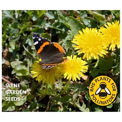 2x Packs Dandelion Seeds Grow Rabbit  Tortoise Food Perennial Yellow Wild Flower • £2.99