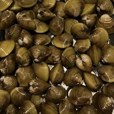 3 To 500 Live Freshwater Clams For Aquarium Or Koi Pond Water Filter Wild Caught • $21.99