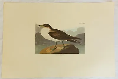 $79.99 • Buy The Birds Of America. Audubon. Wandering Shearwater. Amsterdam Edition.