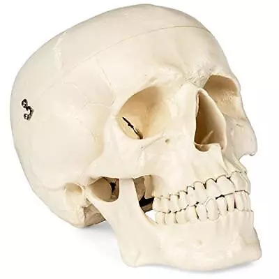 Medical Anatomical Skull Model - 1:1 Life Size Replica Anatomy Adult Human He... • $39.29