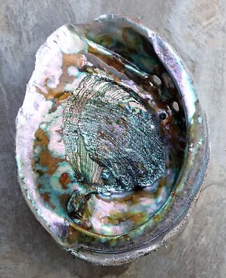 Large Red Abalone Mother Of Pearl Seashell For Decorations Jewelry Or Smudging • $20