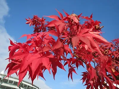 $9.89 • Buy Japanese Maple   Acer Palmatum   20 Seeds   