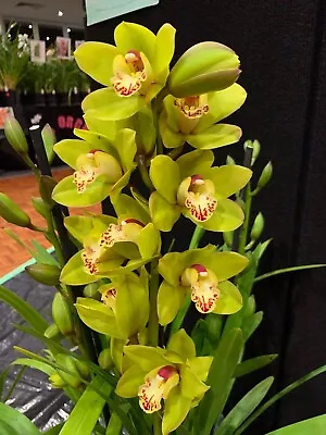 Cymbidium Orchid - Greenshot - 175mm Pot • $40