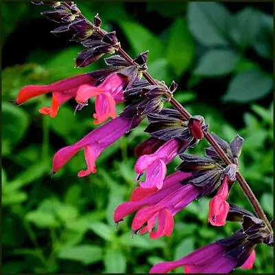 Salvia Amante | 3 Plug Plants | Perennial Plants • £8.99