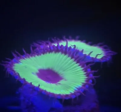 Grandis Black Hole Paly Zoa  1 Polyp Frag-----Free Shipping On Orders Over $85 • $18.88