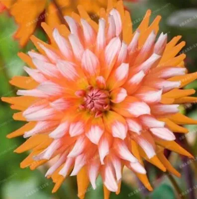 20 SEEDS For Orange White Tip DAHLIA Rare Flower Exotic Bloom Plant USA Seller • $7.75