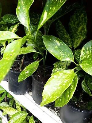 Aucuba Japonica Crotonifolia-Spotted Laurel  Plant With 13 Cm Pot Height 15 Cm + • £9.49