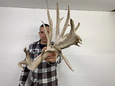 142” Single Whitetail Deer Antler Shed Cut Taxidermy Mount Cabin Craft Decor • $2.25