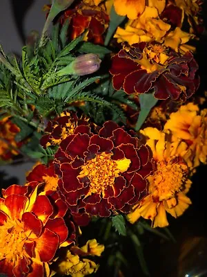 RED And ORANGE FRENCH MARIGOLD MIX 200 FRESH SEEDS ORGANIC NON-GMO FREE SHIPPING • $1.99