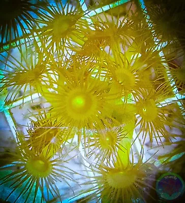 SAF~ “WYSIWYG”Yellow Polyp Frag Palythoa Paly Zoa Coral Colony Soft Live • $24.99