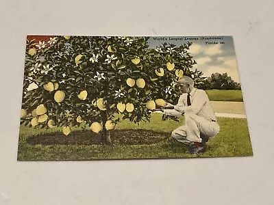 Winter Haven Florida Ponderosa Lemon Tree Worlds Largest Lemons Vtg Postcard • $3.19