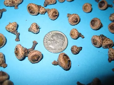 150 Tiny Real Acorns Natural Gathered Pennsylvania • $4.79