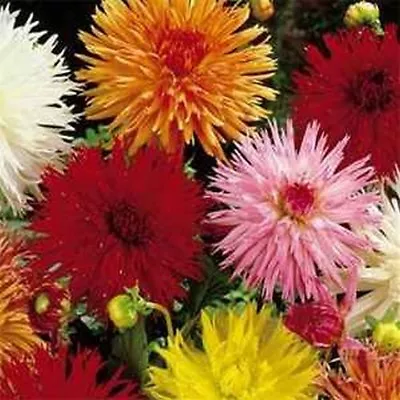 Dahlia - Cactus Mix- 25 Seeds - BOGO 50% Off SALE • $3.79