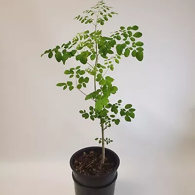 Grown Moringa Oleifera Plant 6+ Month Old Mature Edible Leaves 2-3ft Tree Potted • $79.75