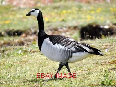 £1.85 • Buy Photo  Barnacle Goose At Rspb Snettisham