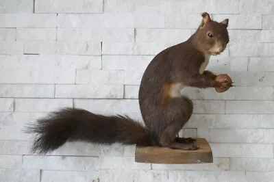 +++ Old Lovely Nice *SQUIRREL*  Eichhörnchen  Taxidermy Collectors +++ • $128