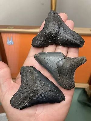 Fossil Megalodon Shark Teeth 3”-3.1” Lowcountry SC • $2.25