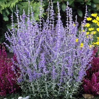 1 X Perovskia 'blue Spire' Russian Sage Deciduous Shrub Hardy Plant In Pot • £9.99