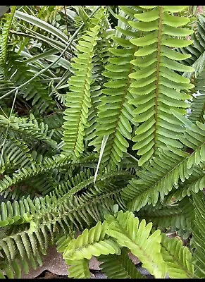 Costa Farms Boston Fern Indoor Or Outdoor Live Fern Plant (4 Plants) • $9.99