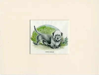 £7.99 • Buy Dandie Dinmont Terrier 1912 Coloured Engraving Dog Print Mounted