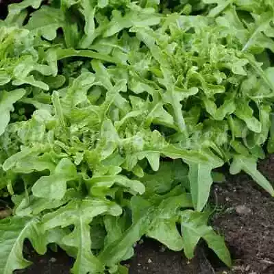 Oak Leaf Lettuce (Oakleaf) GREEN 5001000 5000 Seeds Loose Leaf Heirloom No GMO • $1.69