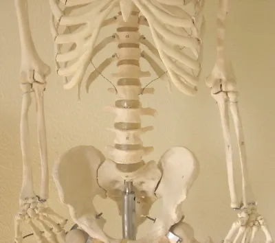 Life Size Human Skeleton Anatomical Model 5'7  Medical Dental Student Teaching • $264.90