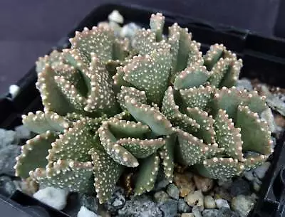 Aloinopsis Malherbei • $8.99