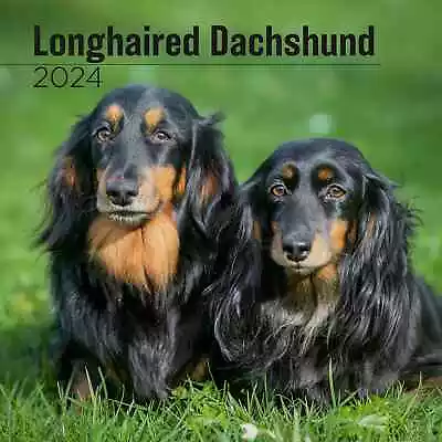 MegaCalendars - Dachshund - Longhaired Calendar 2024 - Dog Breed Wall Calendar • £12.10